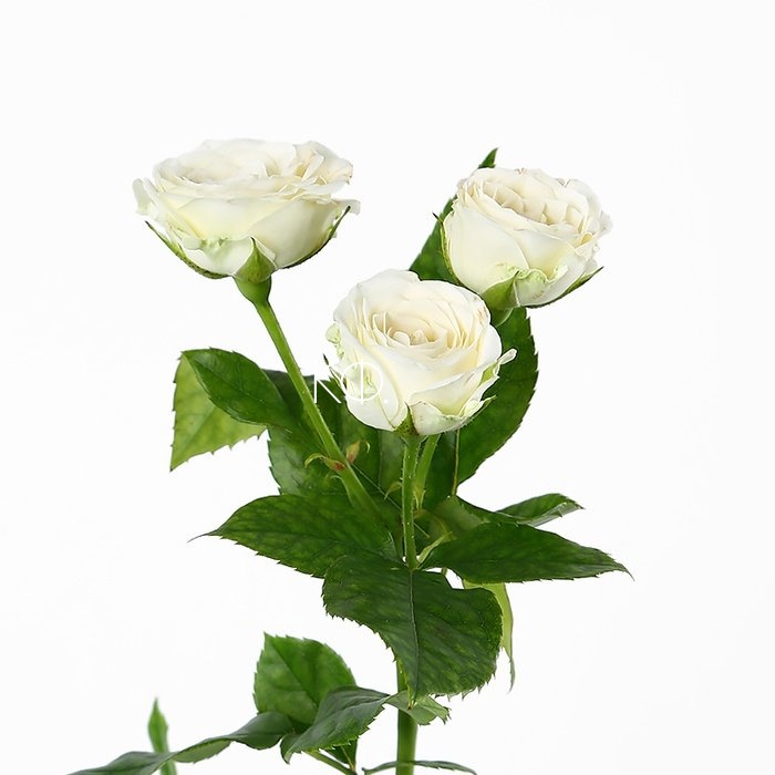 Купить белую кустовую розу. Кустовая роза белая цена.