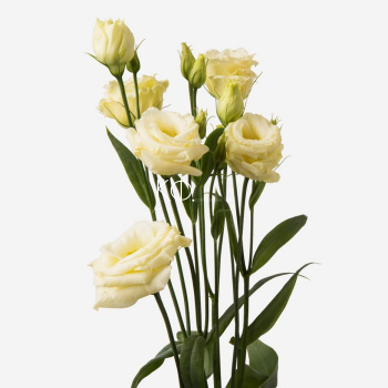 Эустома молочная - фото
